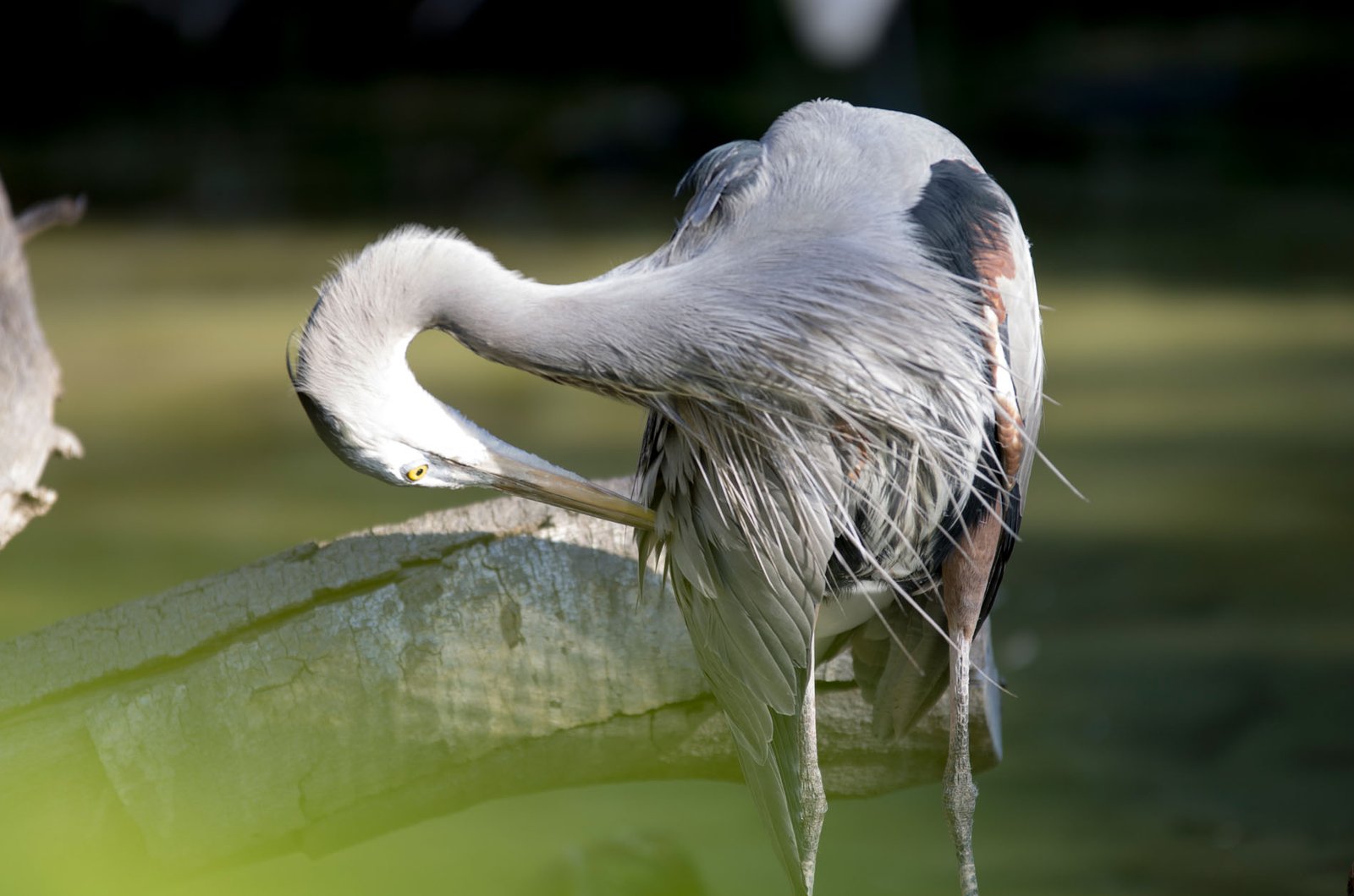 San Diego Zoo Part I 104